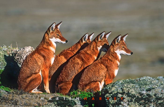 fox travel ethiopie